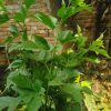 মালভেরি গাছ - Image 2
