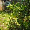 জাম গাছ - Image 6