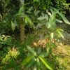 জাম গাছ - Image 3