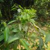 জাম গাছ - Image 4