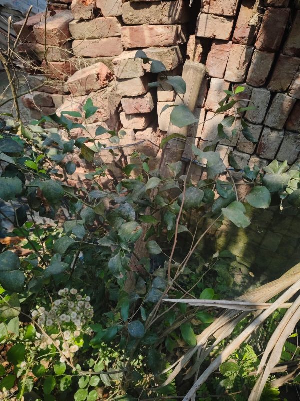 বরই গাছ - Image 3