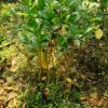 কাঠ গোলাপ - Image 3