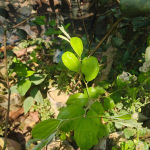 বরই গাছ