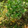 কাঠ গোলাপ - Image 4