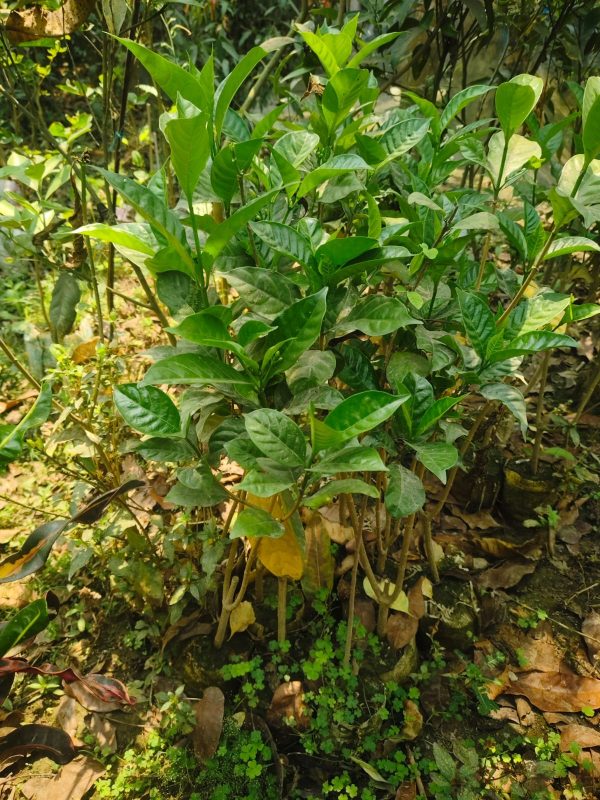 কাঠ গোলাপ - Image 4