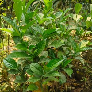 কাঠ গোলাপ