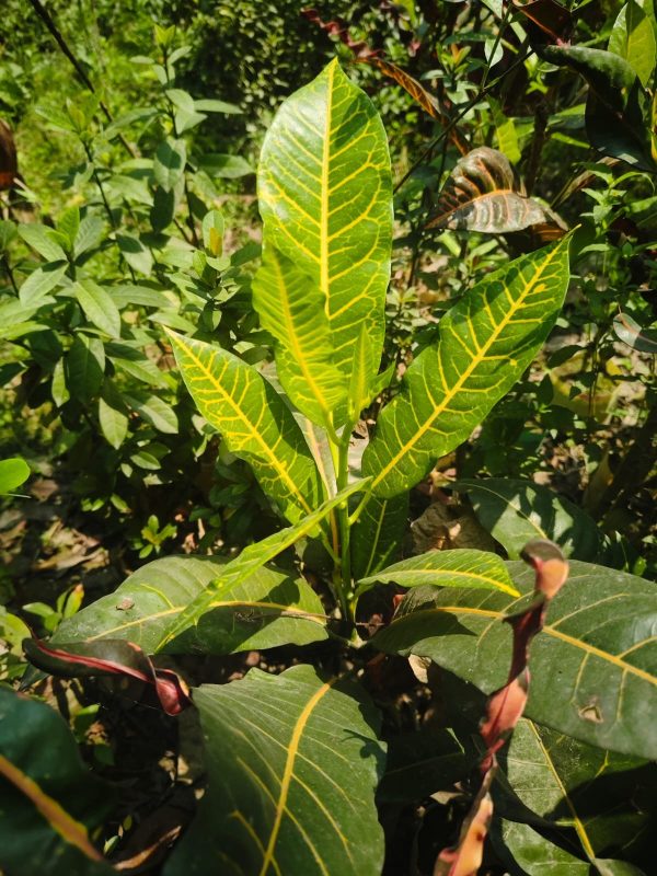পাতা বাহার