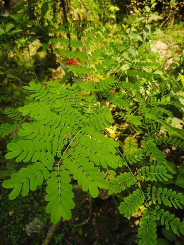 সজিনা গাছ - Image 3