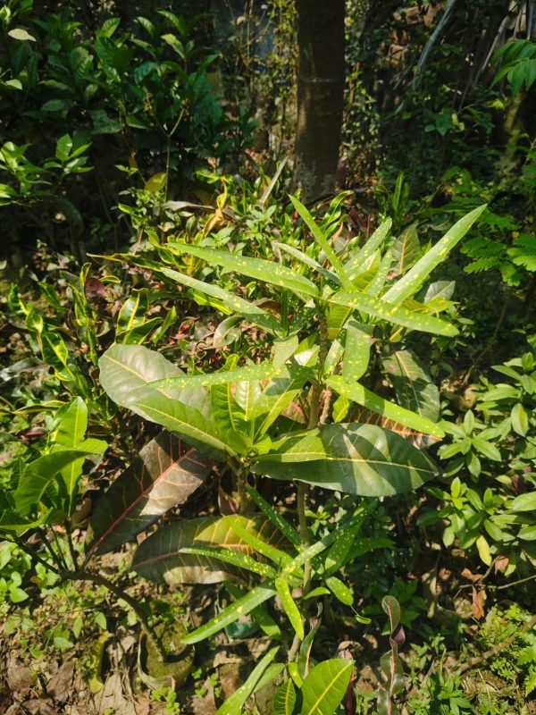 পাতা বাহার - Image 3