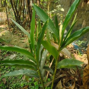 আদার গাছ