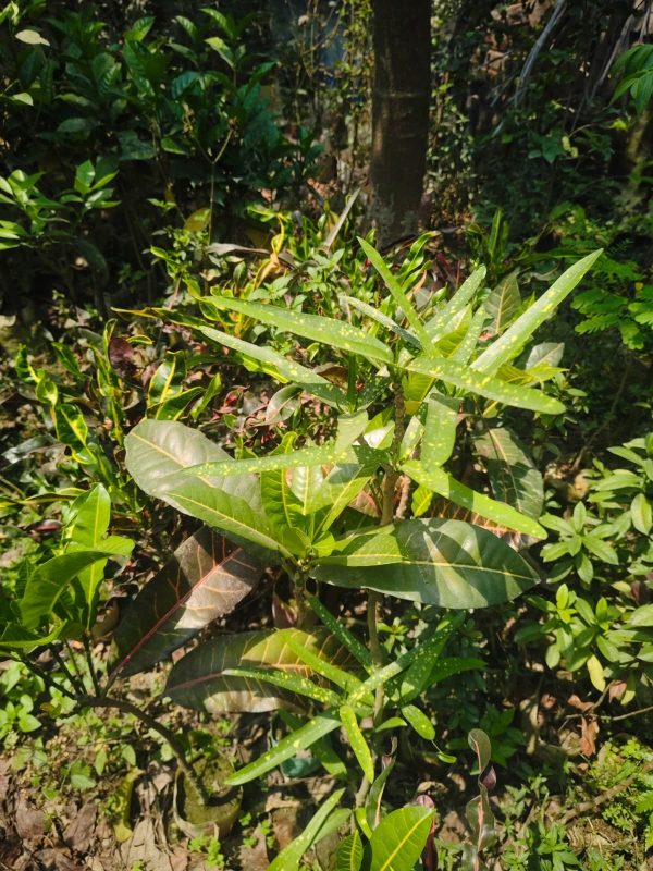 পাতা বাহার - Image 2