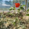 বিদেশি থাই গোলাপ (কাঁটা বিহীন) - Image 2