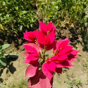 পয়েন্টসেটিয়া( লালপাতা উদ্ভিদ)