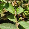 থাই গোল্ডেন পেয়ারা - Image 3