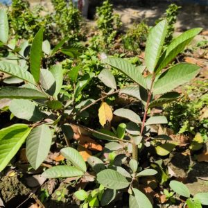 থাই গোল্ডেন পেয়ারা