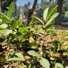 থাই গোল্ডেন পেয়ারা - Image 2