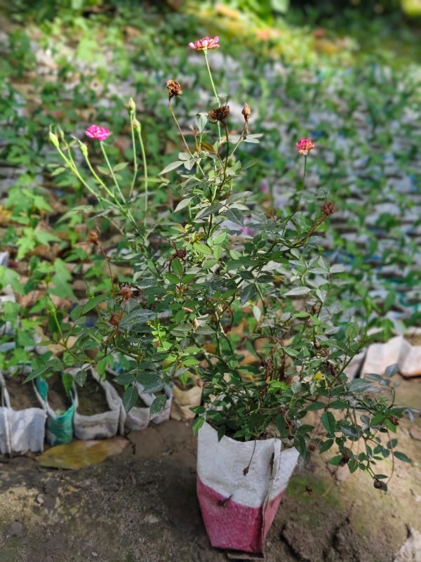 দেশি গোলাপ