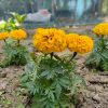 গাঁদা  ফুল - Image 2