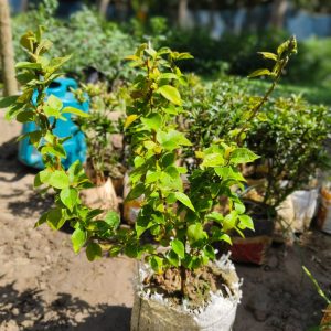 বাগান বিলাস (থাইল্যান্ড)