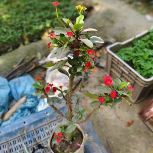 কাঁটা মুকুট