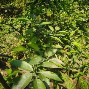 লেবু গাছ