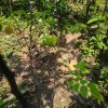 মিষ্টি কামারাঙ্গা গাছ - Image 4