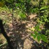 মিষ্টি কামারাঙ্গা গাছ - Image 2