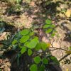 মিষ্টি কামারাঙ্গা গাছ - Image 3
