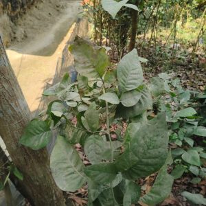 বেলের গাছ