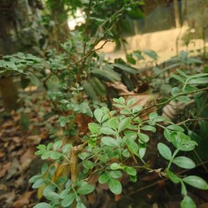 হাইব্রিড কড বেল
