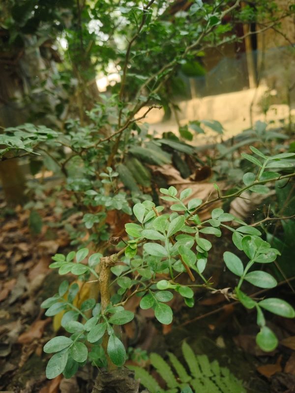 হাইব্রিড কড বেল