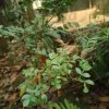 হাইব্রিড কড বেল - Image 3