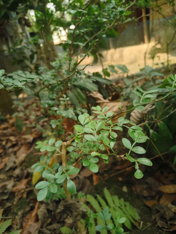 হাইব্রিড কড বেল - Image 3