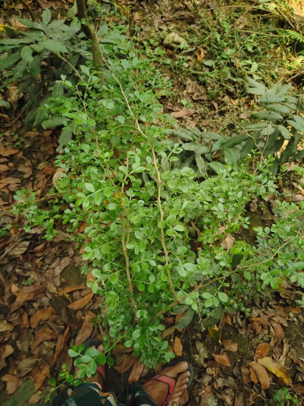 হাইব্রিড কড বেল - Image 2