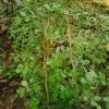 হাইব্রিড কড বেল - Image 4