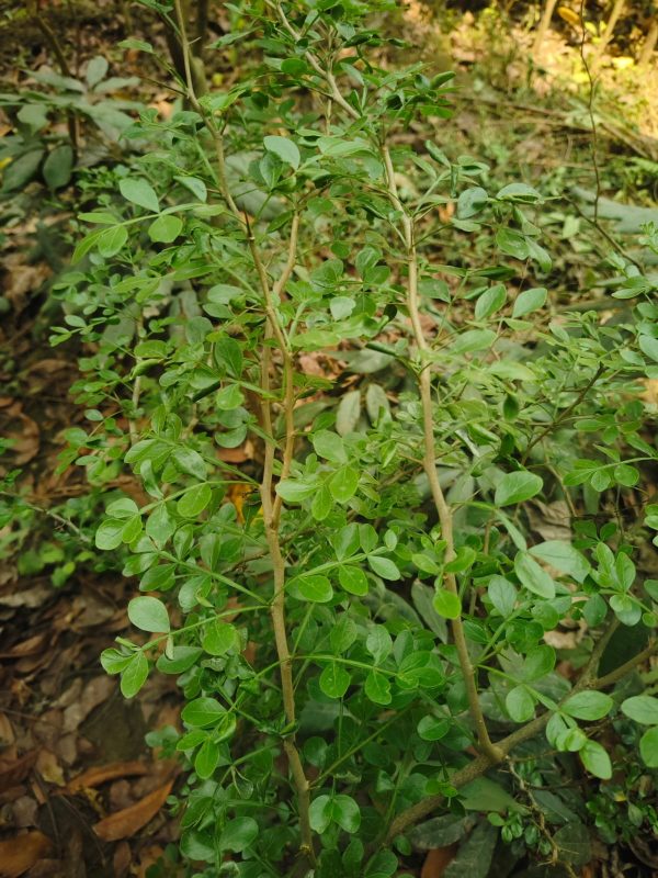 হাইব্রিড কড বেল - Image 4