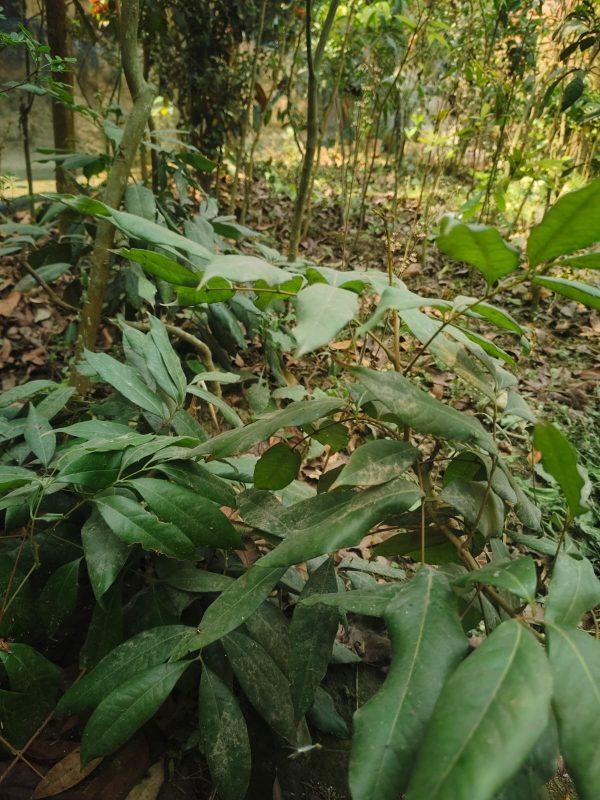 বোম্বাই লিচু গাছ - Image 2