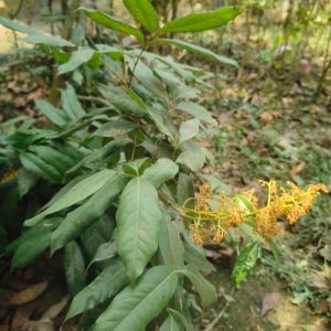 বোম্বাই লিচু গাছ