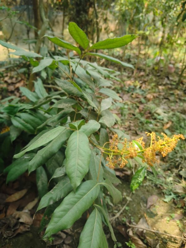 বোম্বাই লিচু গাছ