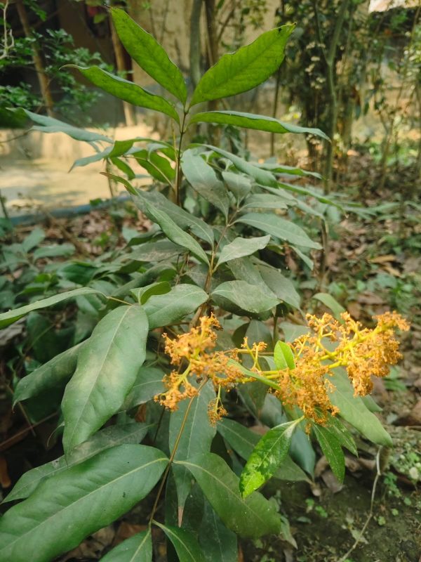 বোম্বাই লিচু গাছ - Image 3
