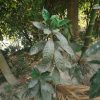 রঙ্গন গাছ - Image 2