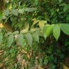মাধবীলতা ফুল দেশি - Image 2