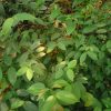 মাধবীলতা ফুল দেশি