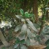 রঙ্গন গাছ - Image 3