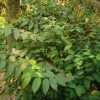 মাধবীলতা ফুল দেশি - Image 3