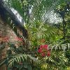 এরিকা পাম - Image 2