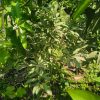থাই সবেদা গাছ - Image 3