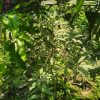থাই সবেদা গাছ - Image 2