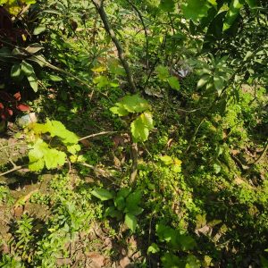 বিদেশি কালো আঙ্গুর