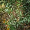 তেছ পাতা - Image 3